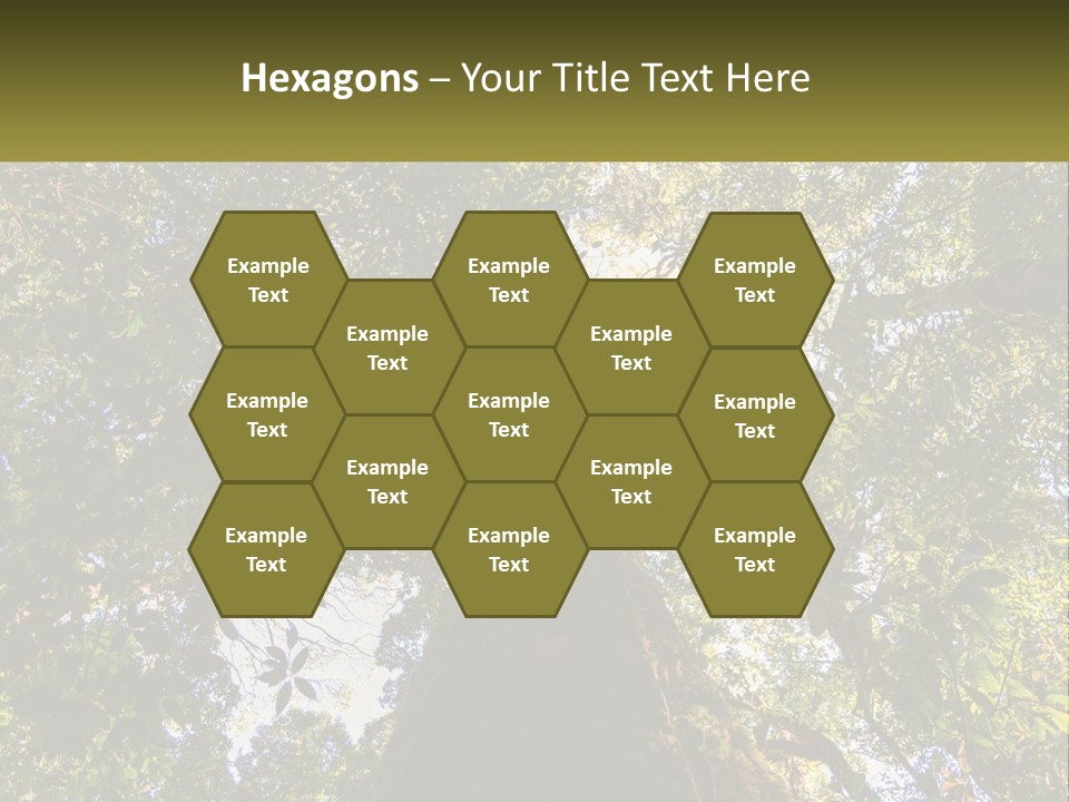 A Large Tree In The Middle Of A Forest PowerPoint Template