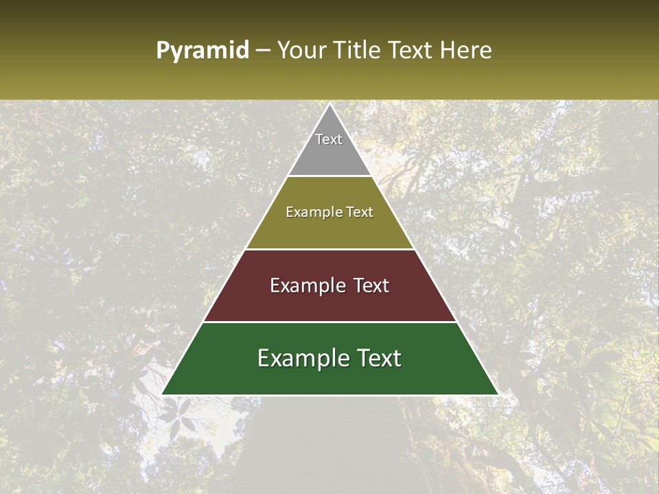 A Large Tree In The Middle Of A Forest PowerPoint Template