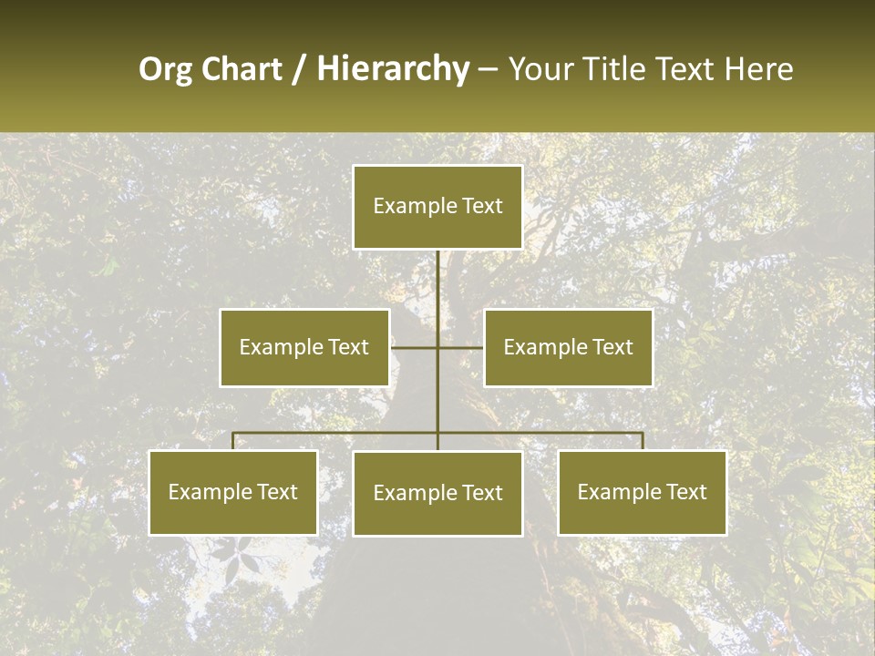A Large Tree In The Middle Of A Forest PowerPoint Template