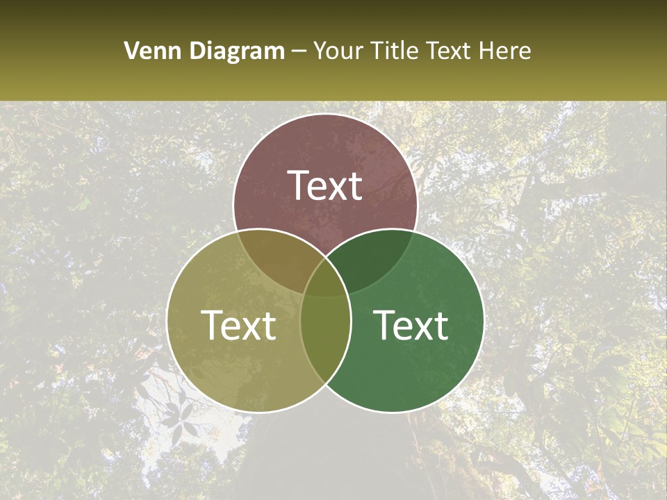 A Large Tree In The Middle Of A Forest PowerPoint Template