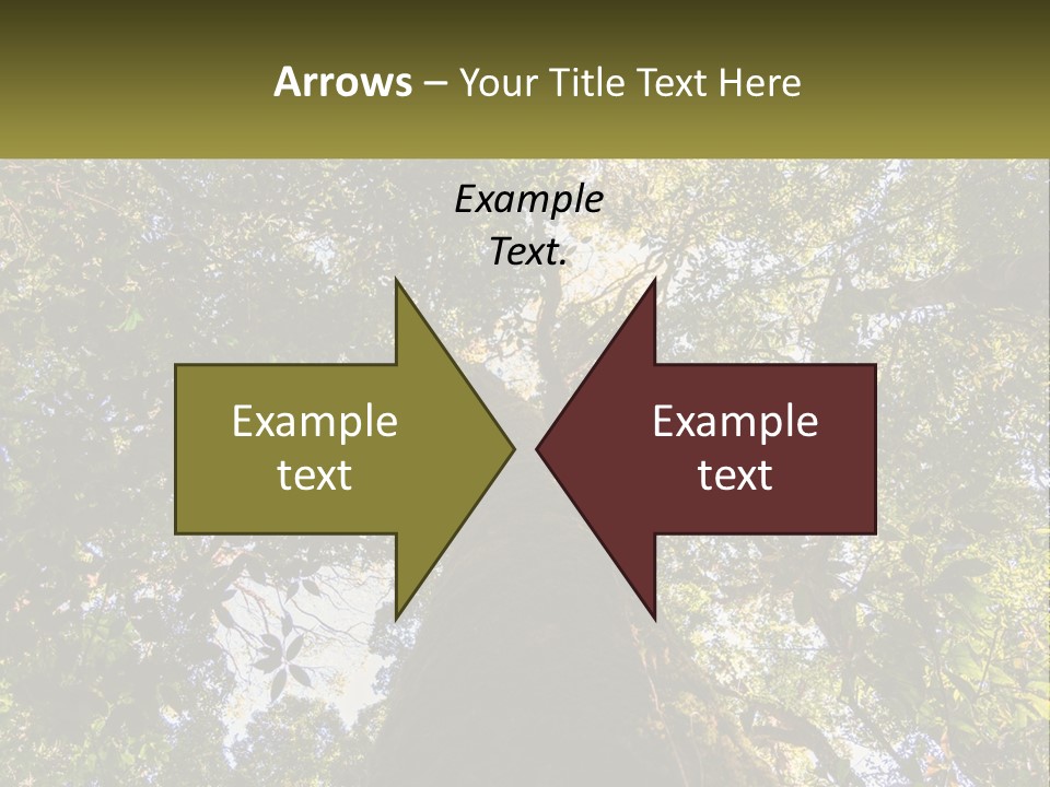 A Large Tree In The Middle Of A Forest PowerPoint Template