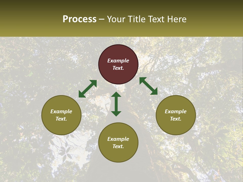 A Large Tree In The Middle Of A Forest PowerPoint Template