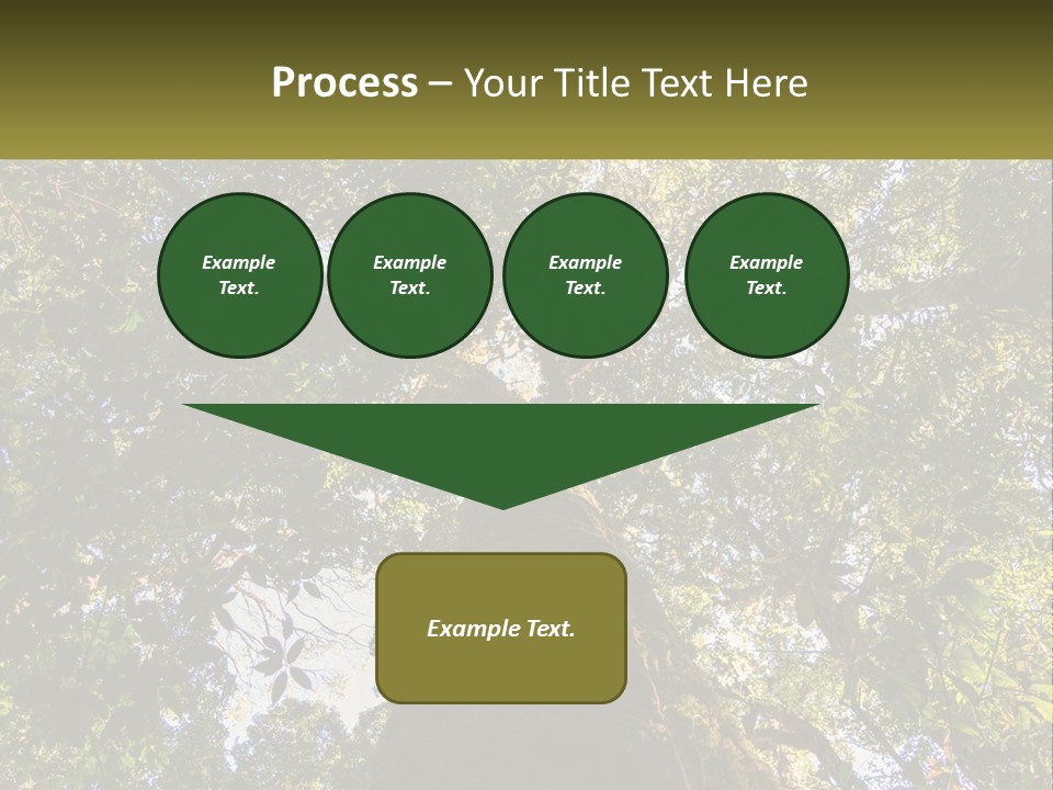 A Large Tree In The Middle Of A Forest PowerPoint Template