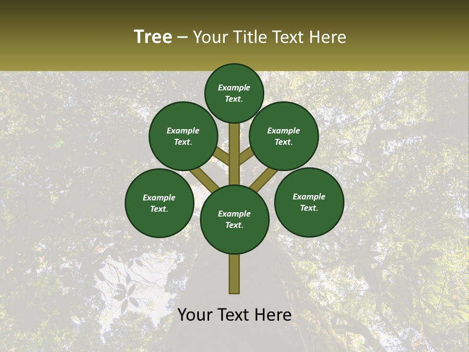 A Large Tree In The Middle Of A Forest PowerPoint Template