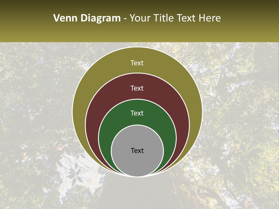 A Large Tree In The Middle Of A Forest PowerPoint Template