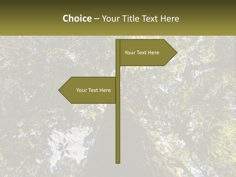A Large Tree In The Middle Of A Forest PowerPoint Template