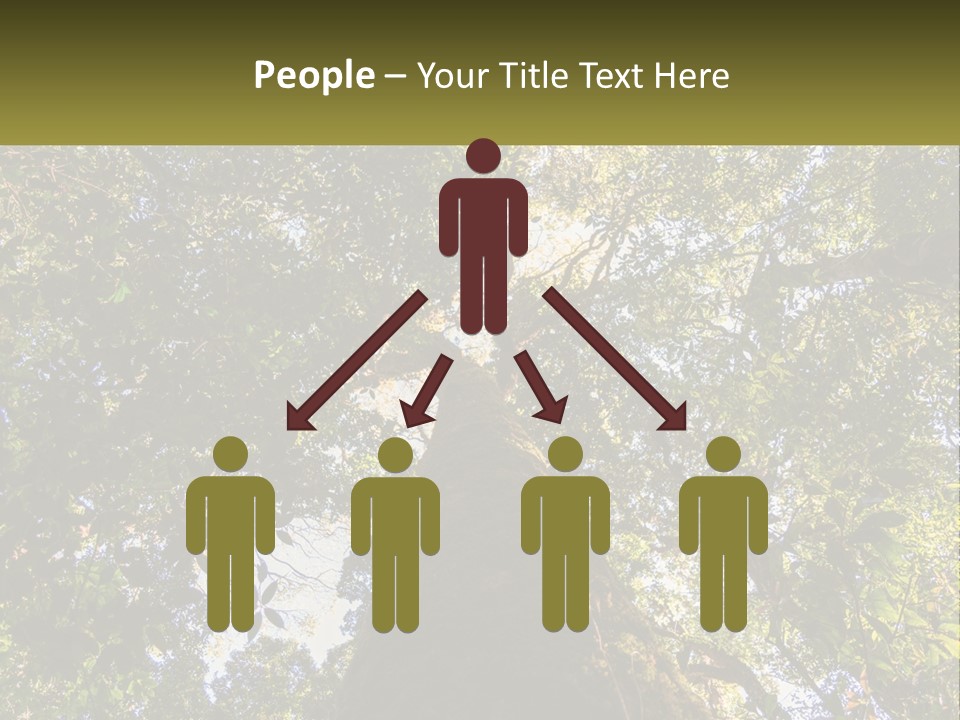 A Large Tree In The Middle Of A Forest PowerPoint Template