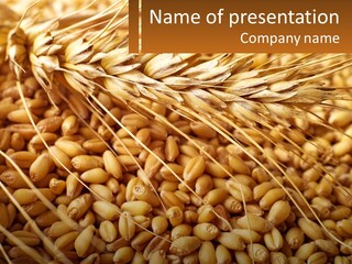 A Pile Of Wheat With The Words Name Of Presentation On It PowerPoint Template