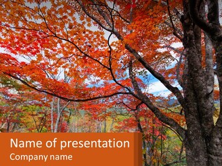 A Tree With Red Leaves In A Forest PowerPoint Template