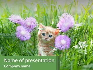 A Kitten Sitting In A Field Of Purple Flowers PowerPoint Template