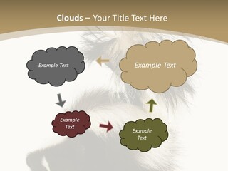 A Skunky Skunky Skunky Skunky Skunky PowerPoint Template