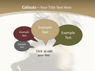 A Skunky Skunky Skunky Skunky Skunky PowerPoint Template