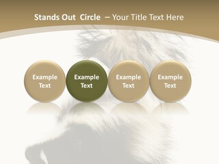 A Skunky Skunky Skunky Skunky Skunky PowerPoint Template