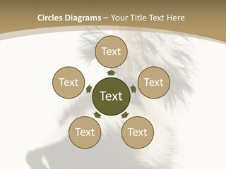 A Skunky Skunky Skunky Skunky Skunky PowerPoint Template