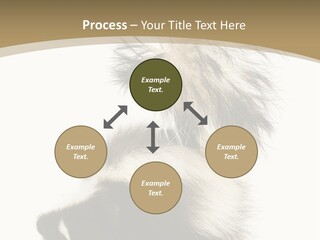 A Skunky Skunky Skunky Skunky Skunky PowerPoint Template