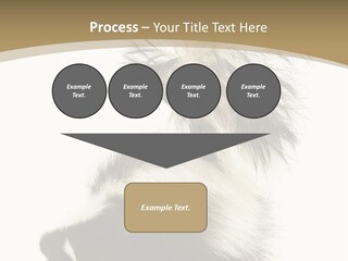 A Skunky Skunky Skunky Skunky Skunky PowerPoint Template