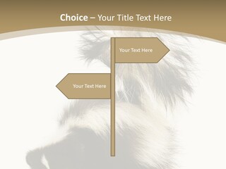 A Skunky Skunky Skunky Skunky Skunky PowerPoint Template