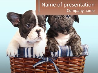 Two Puppies Are Sitting In A Basket PowerPoint Template