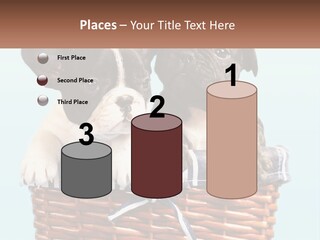 Two Puppies Are Sitting In A Basket PowerPoint Template