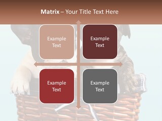 Two Puppies Are Sitting In A Basket PowerPoint Template