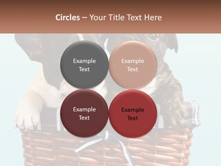 Two Puppies Are Sitting In A Basket PowerPoint Template