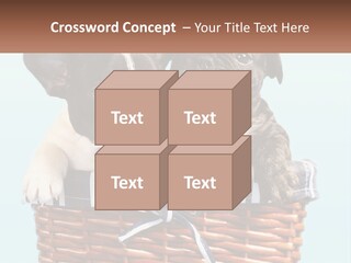 Two Puppies Are Sitting In A Basket PowerPoint Template