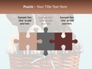 Two Puppies Are Sitting In A Basket PowerPoint Template