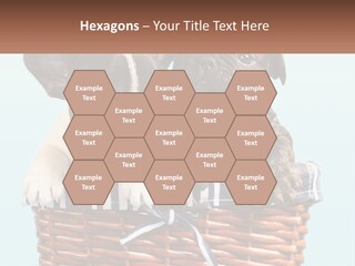 Two Puppies Are Sitting In A Basket PowerPoint Template