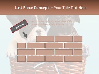 Two Puppies Are Sitting In A Basket PowerPoint Template