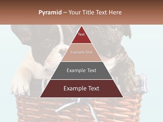 Two Puppies Are Sitting In A Basket PowerPoint Template