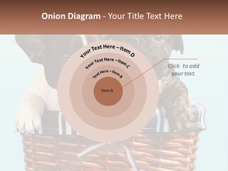 Two Puppies Are Sitting In A Basket PowerPoint Template