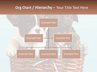 Two Puppies Are Sitting In A Basket PowerPoint Template