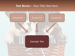 Two Puppies Are Sitting In A Basket PowerPoint Template