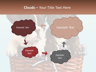 Two Puppies Are Sitting In A Basket PowerPoint Template