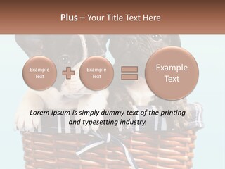 Two Puppies Are Sitting In A Basket PowerPoint Template