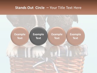 Two Puppies Are Sitting In A Basket PowerPoint Template