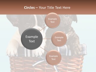 Two Puppies Are Sitting In A Basket PowerPoint Template