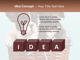 Two Puppies Are Sitting In A Basket PowerPoint Template