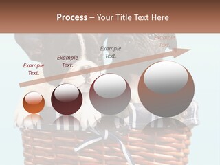 Two Puppies Are Sitting In A Basket PowerPoint Template