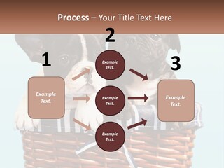 Two Puppies Are Sitting In A Basket PowerPoint Template