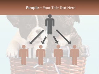 Two Puppies Are Sitting In A Basket PowerPoint Template