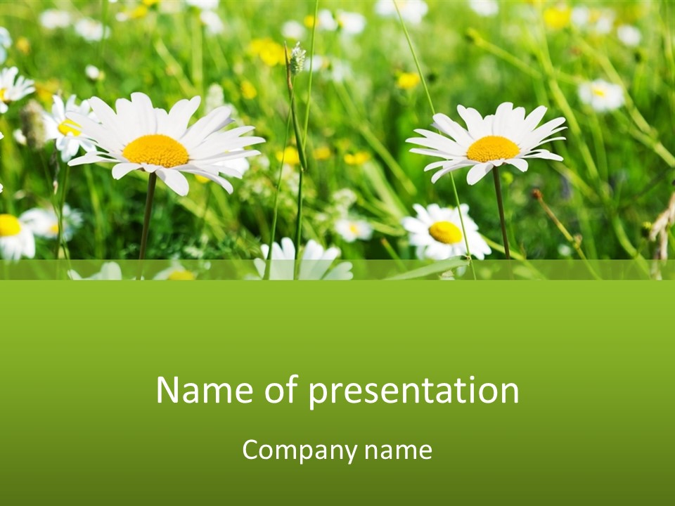 A Field Of Daisies Powerpoint Template PowerPoint Template