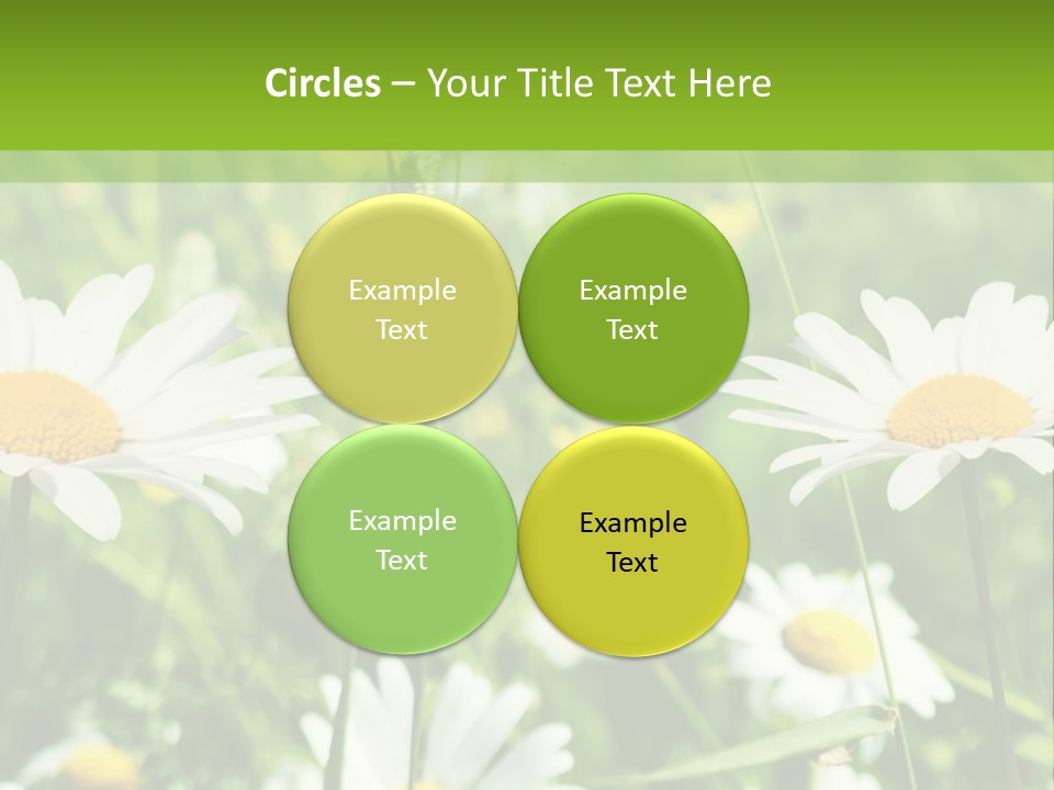 A Field Of Daisies Powerpoint Template PowerPoint Template