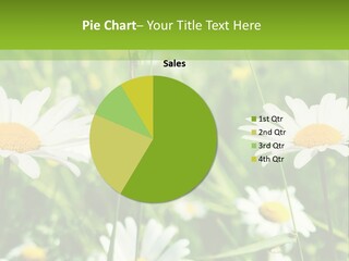 A Field Of Daisies Powerpoint Template PowerPoint Template