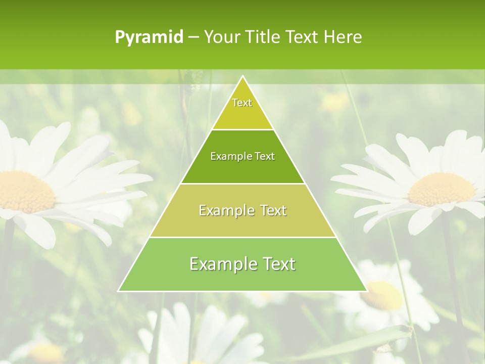 A Field Of Daisies Powerpoint Template PowerPoint Template