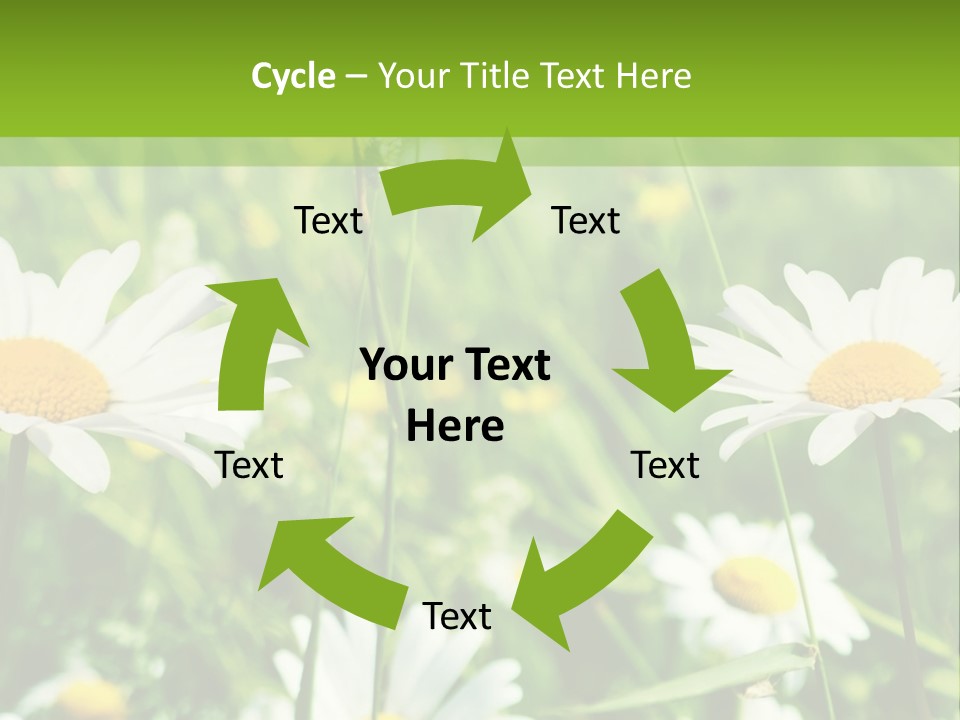 A Field Of Daisies Powerpoint Template PowerPoint Template