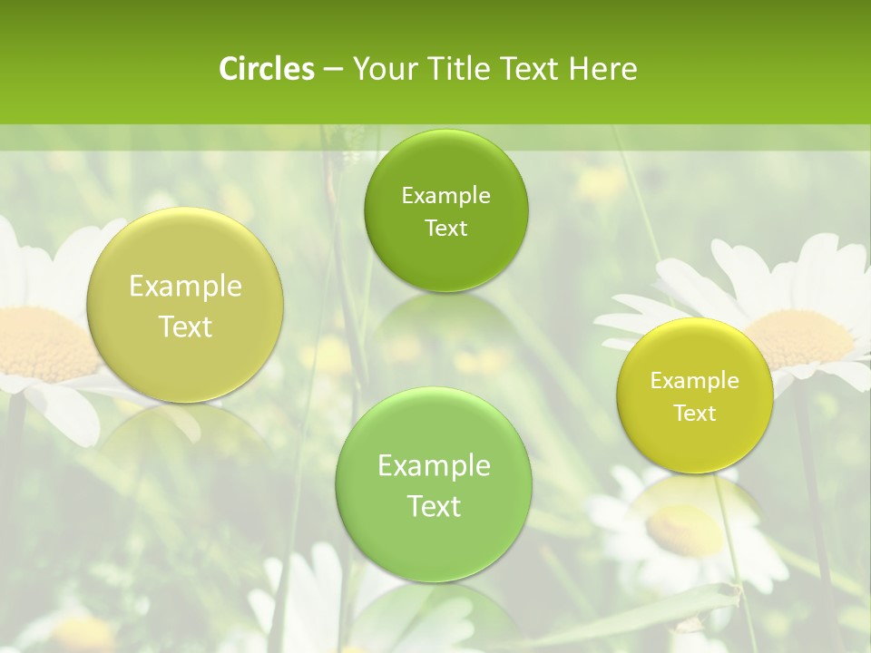 A Field Of Daisies Powerpoint Template PowerPoint Template