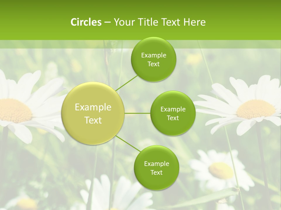 A Field Of Daisies Powerpoint Template PowerPoint Template