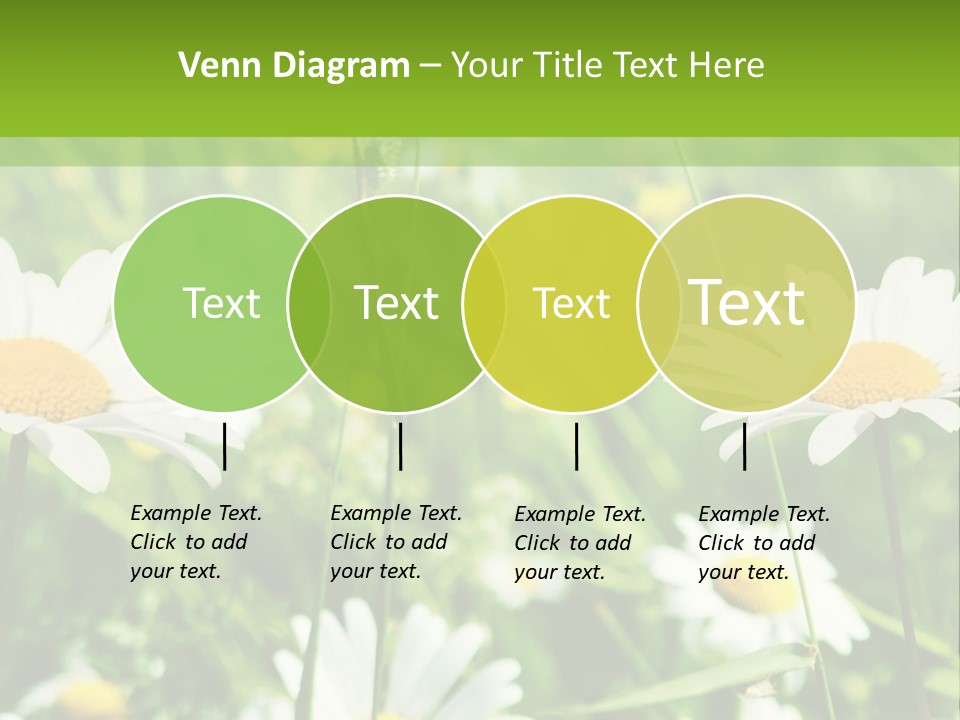 A Field Of Daisies Powerpoint Template PowerPoint Template