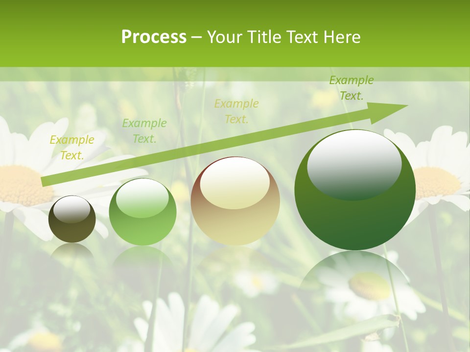 A Field Of Daisies Powerpoint Template PowerPoint Template